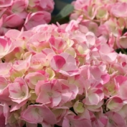Hydrangea macrophylla Hovaria � 'Sweet Fantasy'
