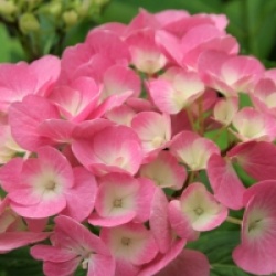Hydrangea macrophylla Hovaria � 'Sweet Fantasy'