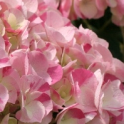 Hydrangea macrophylla Hovaria � 'Sweet Fantasy'