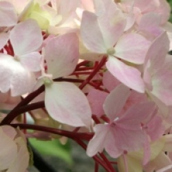 Hydrangea macrophylla 'Nigra'