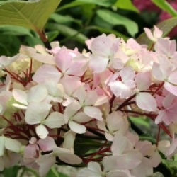 Hydrangea macrophylla 'Nigra'