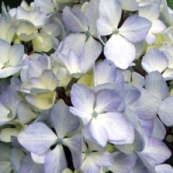 Hortensia � bois noir