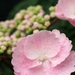 Hydrangea macrophylla 'Camino' 