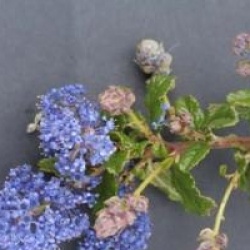 Ceanothus 'Joyce Coulter' - C�anothe Joyce Coulter