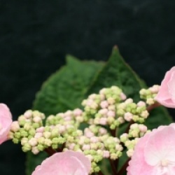 Hydrangea macrophylla 'Camino' 