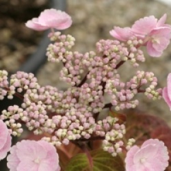 Hydrangea macrophylla 'Camino' 