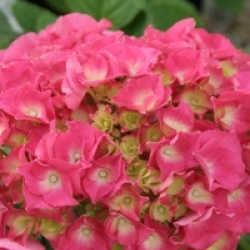 Hydrangea macrophylla 'Chaperon Rouge'