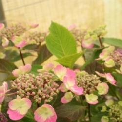 Hydrangea serrata Flair & Flavours � 'Cotton Candy' 