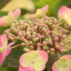 Hydrangea serrata Flair & Flavours � 'Cotton Candy' 