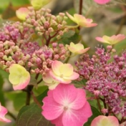 Hydrangea serrata Flair & Flavours � 'Cotton Candy' 