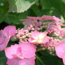 Hydrangea serrata Flair & Flavours � 'Cotton Candy'  - Hortensia Cotton Candy