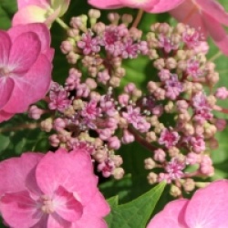 Hydrangea serrata Flair & Flavours � 'Cotton Candy' 