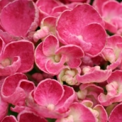 Hydrangea macrophylla 'Curly Wurly'