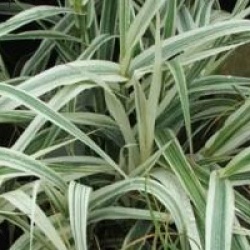 Arundo donax 'Variegata'