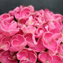 Hydrangea macrophylla 'Curly Wurly'