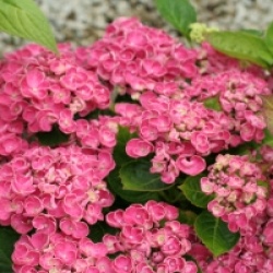 Hydrangea macrophylla 'Curly Wurly'