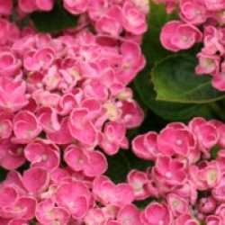 Hortensia Curly Wurly