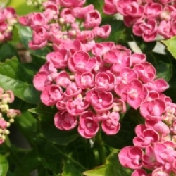 Hydrangea macrophylla 'Curly Wurly'
