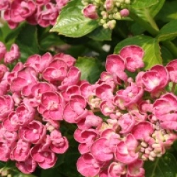 Hydrangea macrophylla 'Curly Wurly'