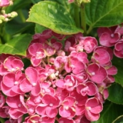 Hydrangea macrophylla 'Curly Wurly'