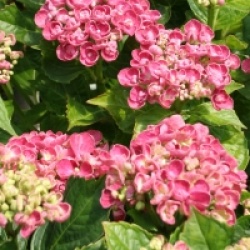 Hydrangea macrophylla 'Curly Wurly'