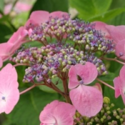 Hydrangea macrophylla 'Geisha' - Hortensia Geisha