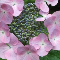 Hydrangea macrophylla 'Geisha'