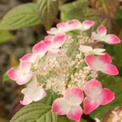Hydrangea macrophylla 'Hatsu-shime' - Hortensia Hatsu-shime