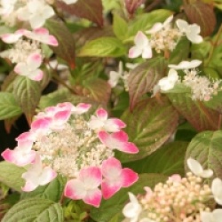 Hydrangea macrophylla 'Hatsu-shime'