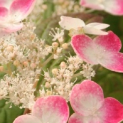 Hydrangea macrophylla 'Hatsu-shime'