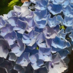 Hydrangea macrophylla Hovaria � 'Homingo'