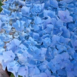 Hydrangea macrophylla Hovaria � 'Homingo'