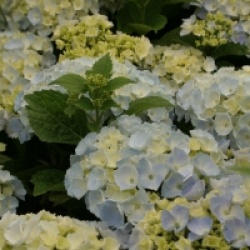 Hydrangea macrophylla Hovaria � 'Homingo'