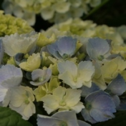 Hydrangea macrophylla Hovaria � 'Homingo'