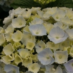 Hydrangea macrophylla Hovaria � 'Homingo'