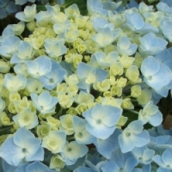 Hydrangea macrophylla Hovaria � 'Homingo'