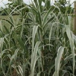 Arundo donax 'Variegata'