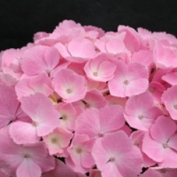 Hydrangea macrophylla Hovaria � 'Homingo'