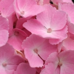 Hydrangea macrophylla Hovaria � 'Homingo'