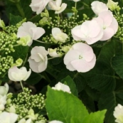 Hortensia Hopaline