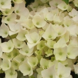 Hydrangea macrophylla Hovaria � 'Hopaline'