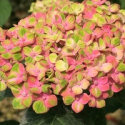 Hortensia Magical Coral 