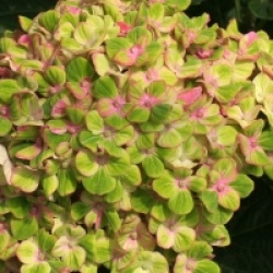 Hydrangea macrophylla Magical Coral � 'Hortmaco'