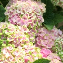 Hydrangea macrophylla Magical Coral � 'Hortmaco'