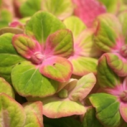 Hydrangea macrophylla Magical Coral � 'Hortmaco'