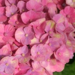 Hydrangea macrophylla Magical Coral � 'Hortmaco'