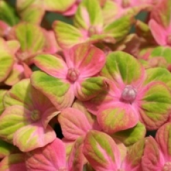 Hydrangea macrophylla Magical Coral � 'Hortmaco'