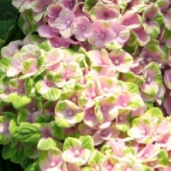 Hydrangea macrophylla Magical Coral � 'Hortmaco'