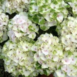 Hydrangea macrophylla Magical Noblesse � 'Hortmano'