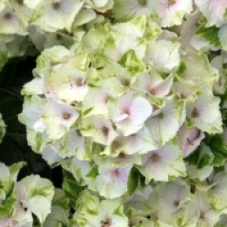 Hortensia Magical Noblesse 
